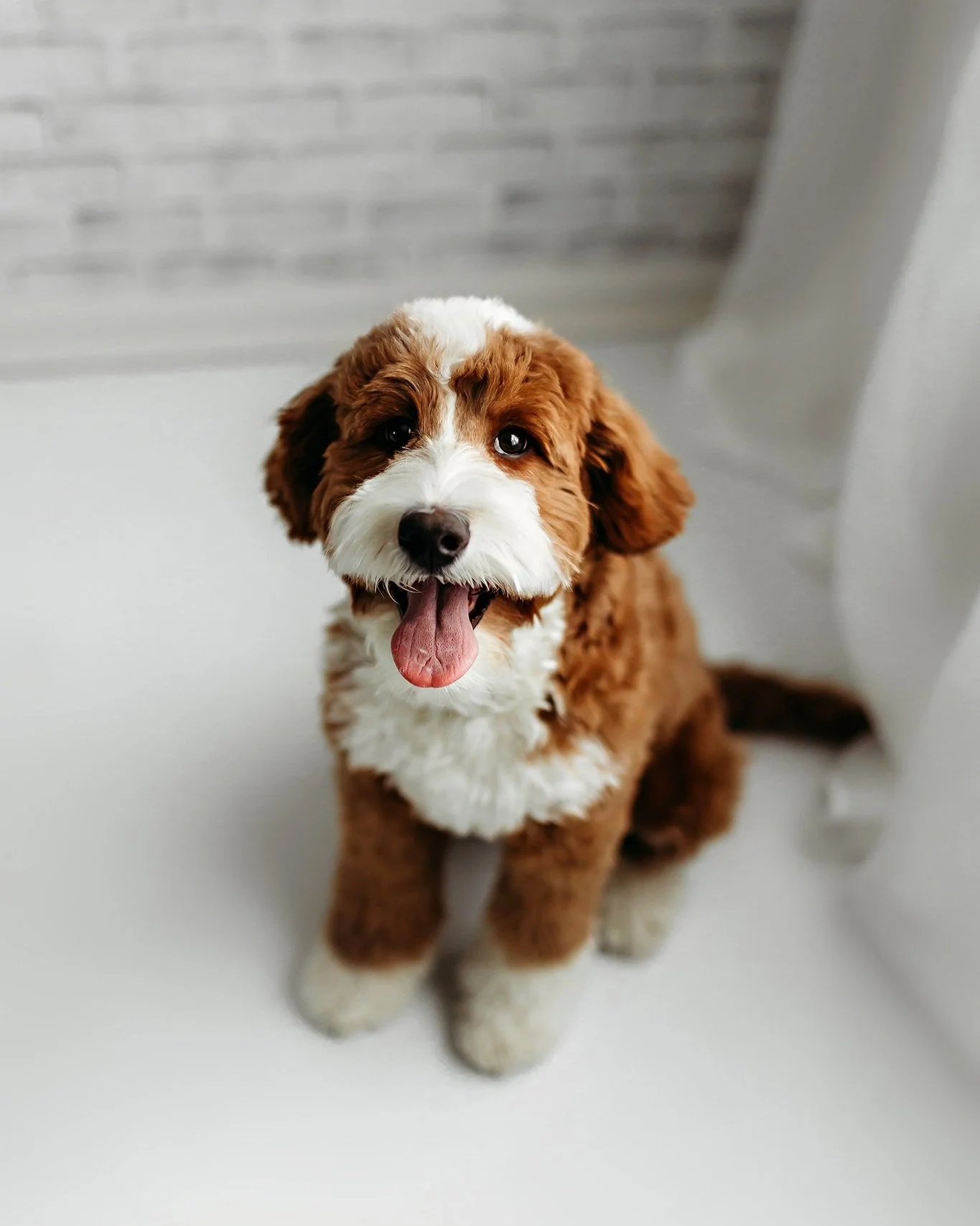 Curly red goldendoodle online